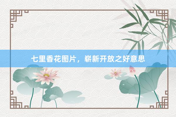 七里香花图片，崭新开放之好意思